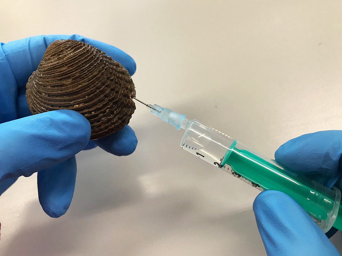 Bivalve-contagious-cancer_warty-venus-cl