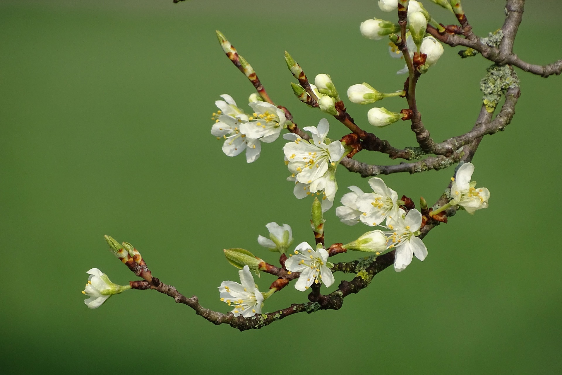 flowering-branch-4128849_1920.jpg