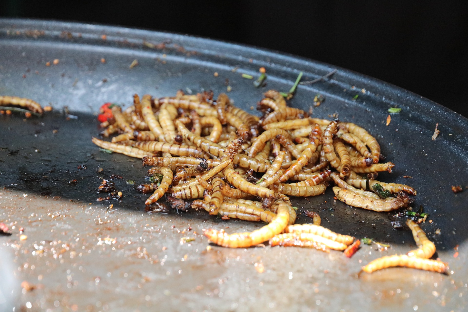 mealworms-4233259_1920.jpg