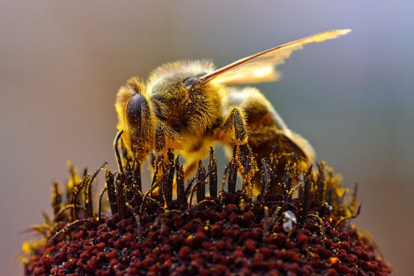 Erstmalig Impfstoff für Bienen zugelassen – Gates an Bord