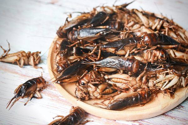 Sicherheitsbedenken nie entkräftet: Grüner Kretschmann hält Essen von Insekten trotzdem für “geboten”