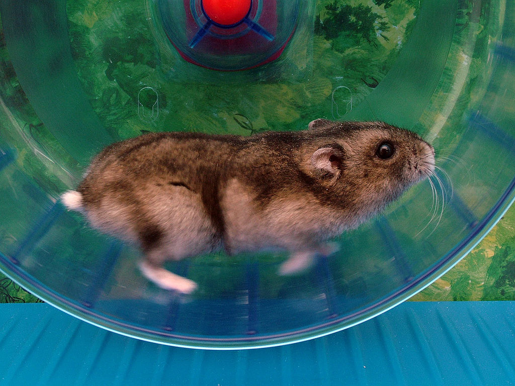 1024px-Phodopus_sungorus_-_Hamsterkraftw