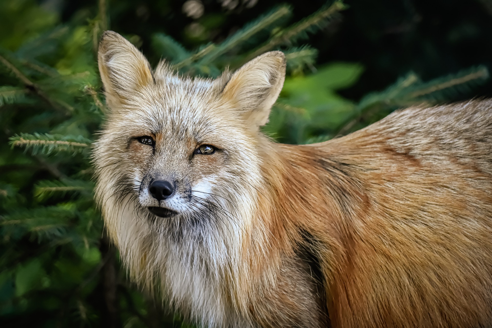 fox-5303221_1920.jpg