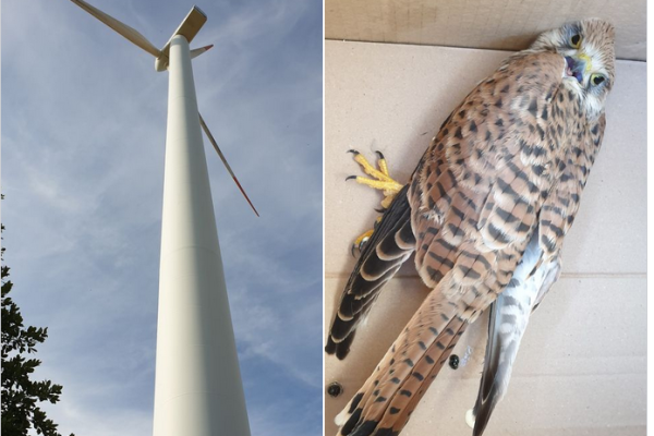 Klimawandel vs. Naturschutz