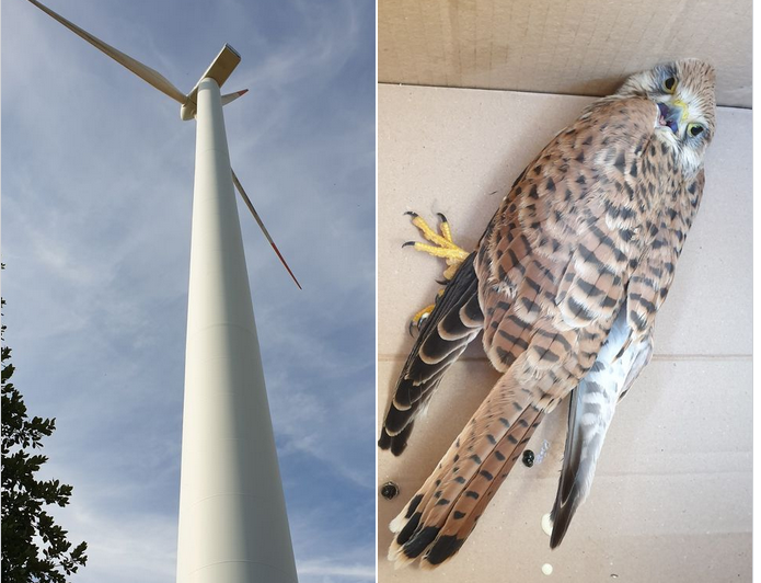 toter-vogel.png